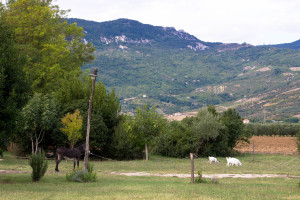 Farmstay - Abruzzo