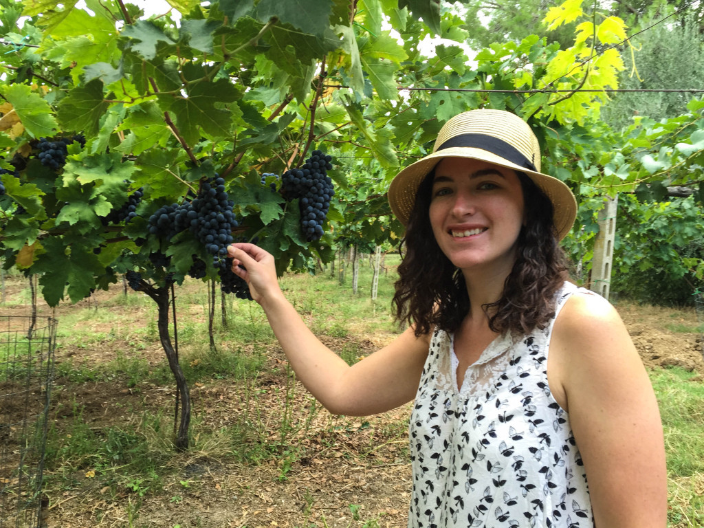 Grapes on the farm - Abruzzo